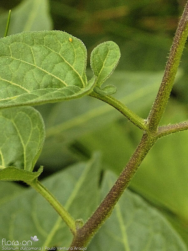 Solanum dulcamara - Caule | Paulo Ventura Araújo; CC BY-NC 4.0