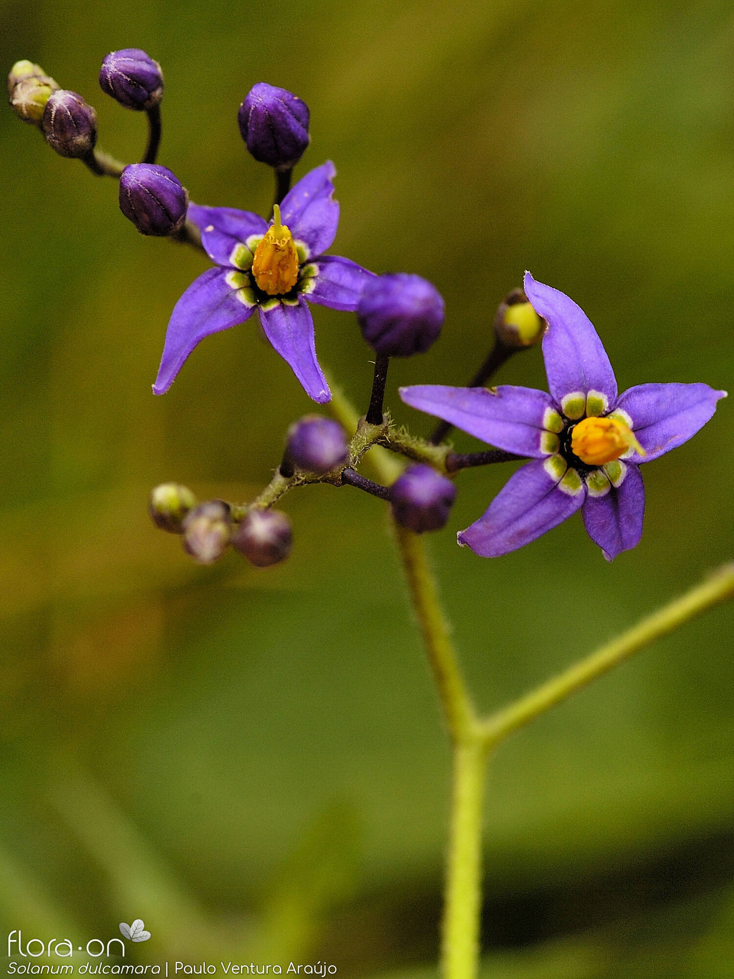 Solanum dulcamara - Flor (geral) | Paulo Ventura Araújo; CC BY-NC 4.0
