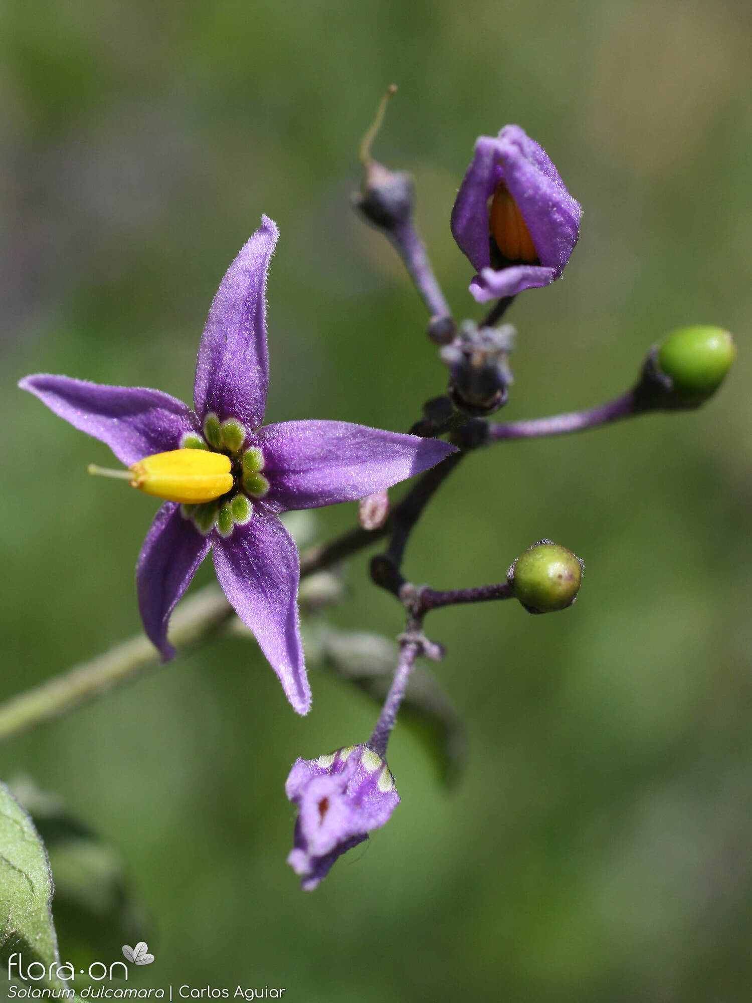 Solanum dulcamara - Flor (geral) | Carlos Aguiar; CC BY-NC 4.0