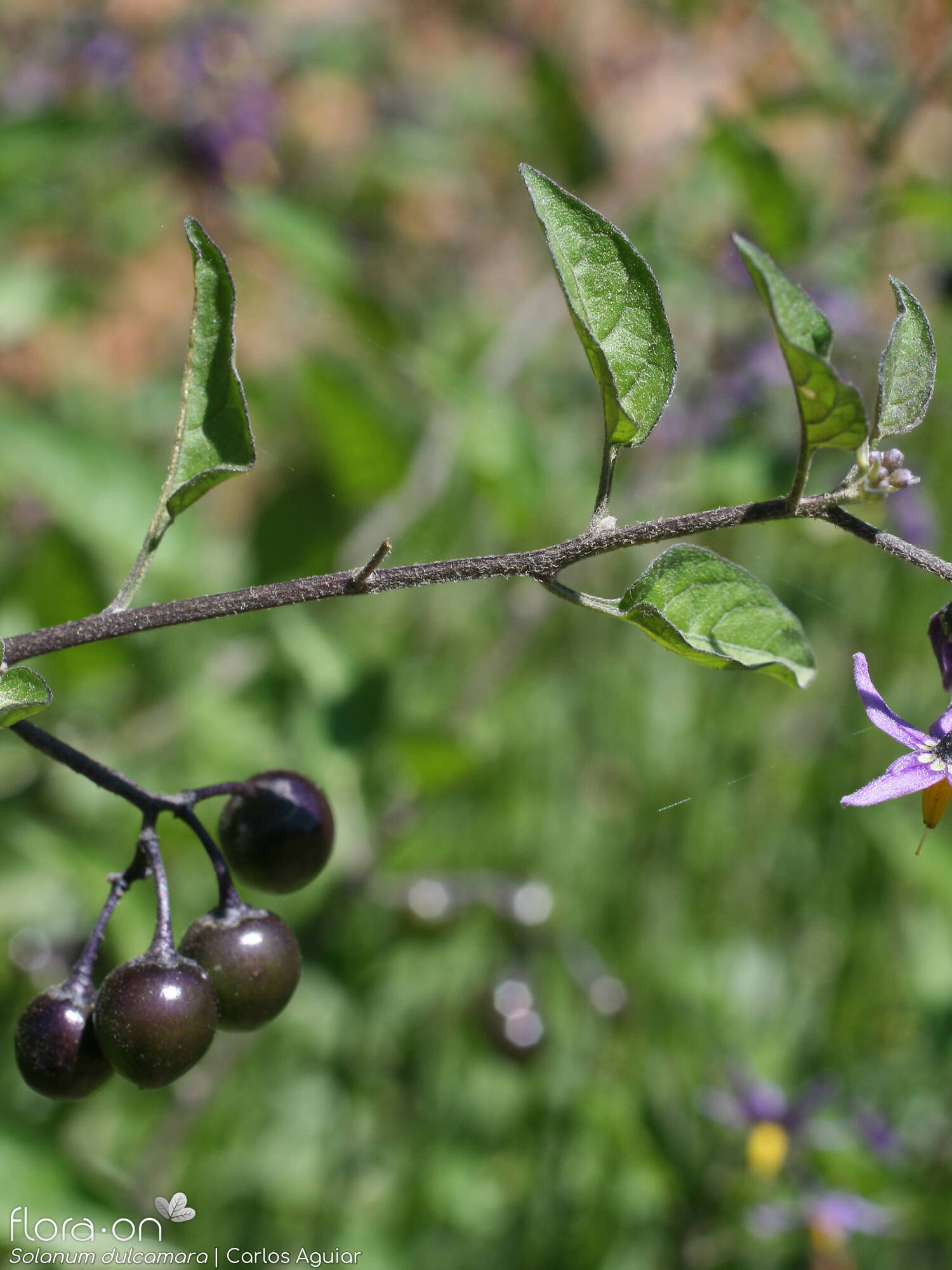 Solanum dulcamara - Hábito | Carlos Aguiar; CC BY-NC 4.0