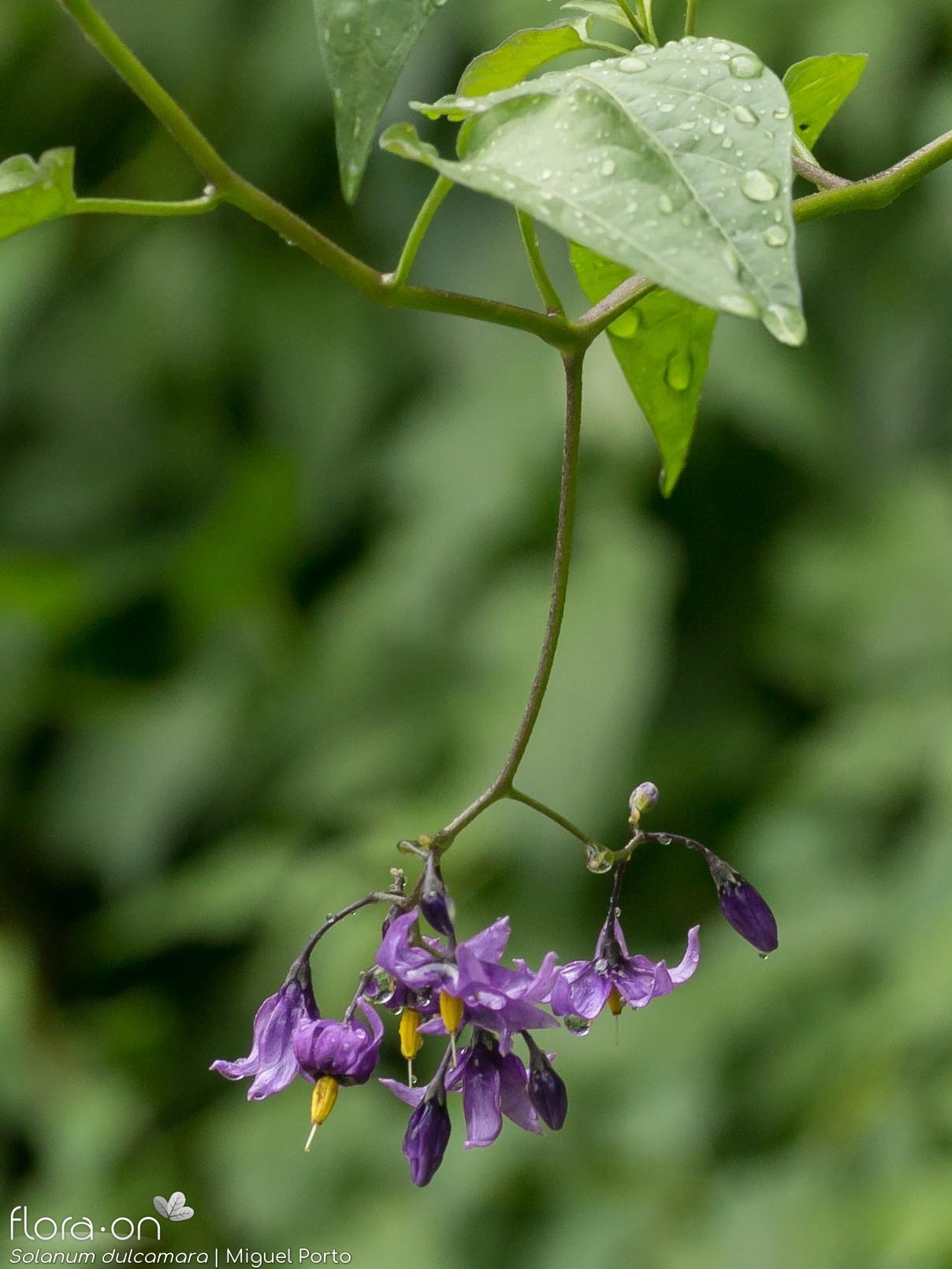 Solanum dulcamara - Flor (geral) | Miguel Porto; CC BY-NC 4.0