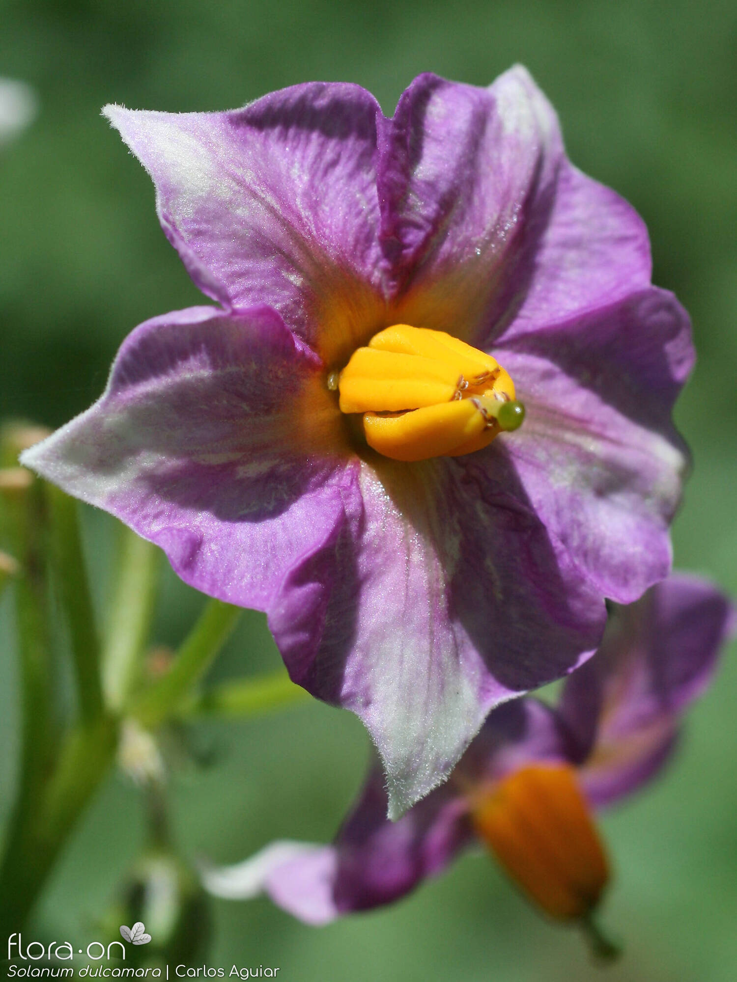 Solanum dulcamara - Flor (close-up) | Carlos Aguiar; CC BY-NC 4.0
