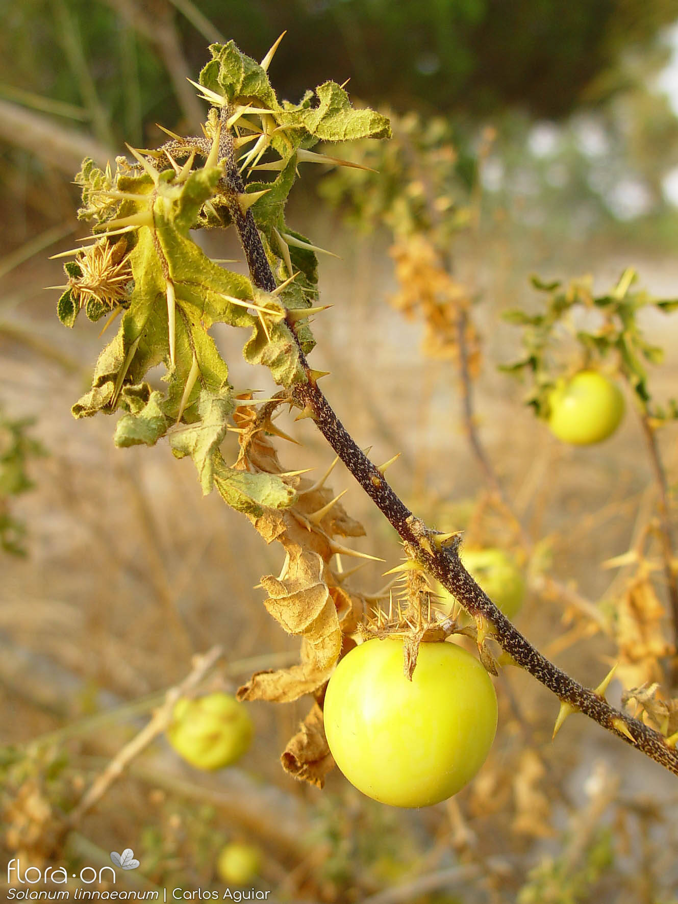 Solanum linnaeanum - Fruto | Carlos Aguiar; CC BY-NC 4.0
