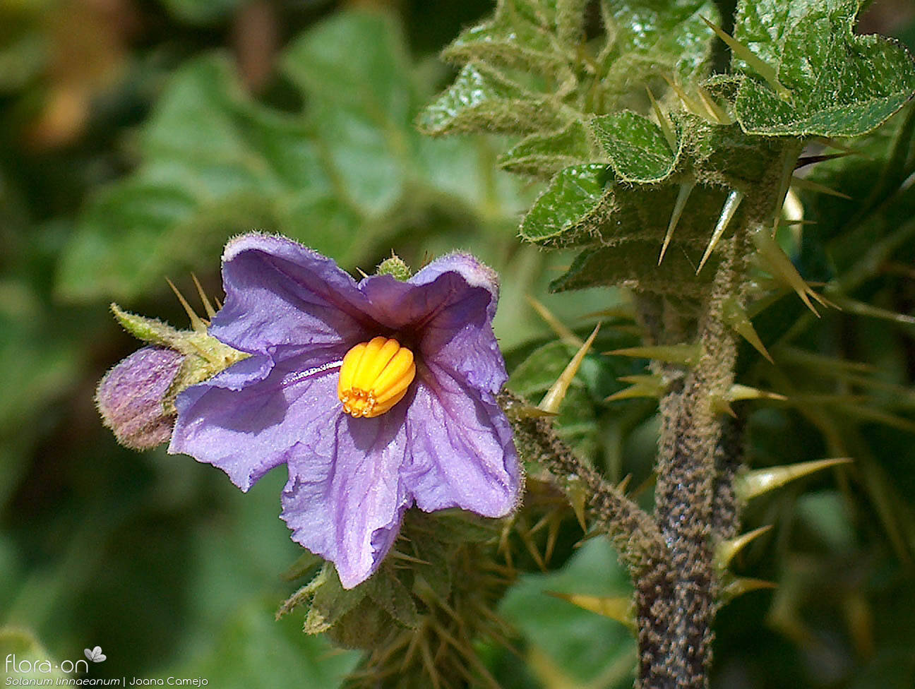 Solanum linnaeanum - Flor (close-up) | Joana Camejo; CC BY-NC 4.0