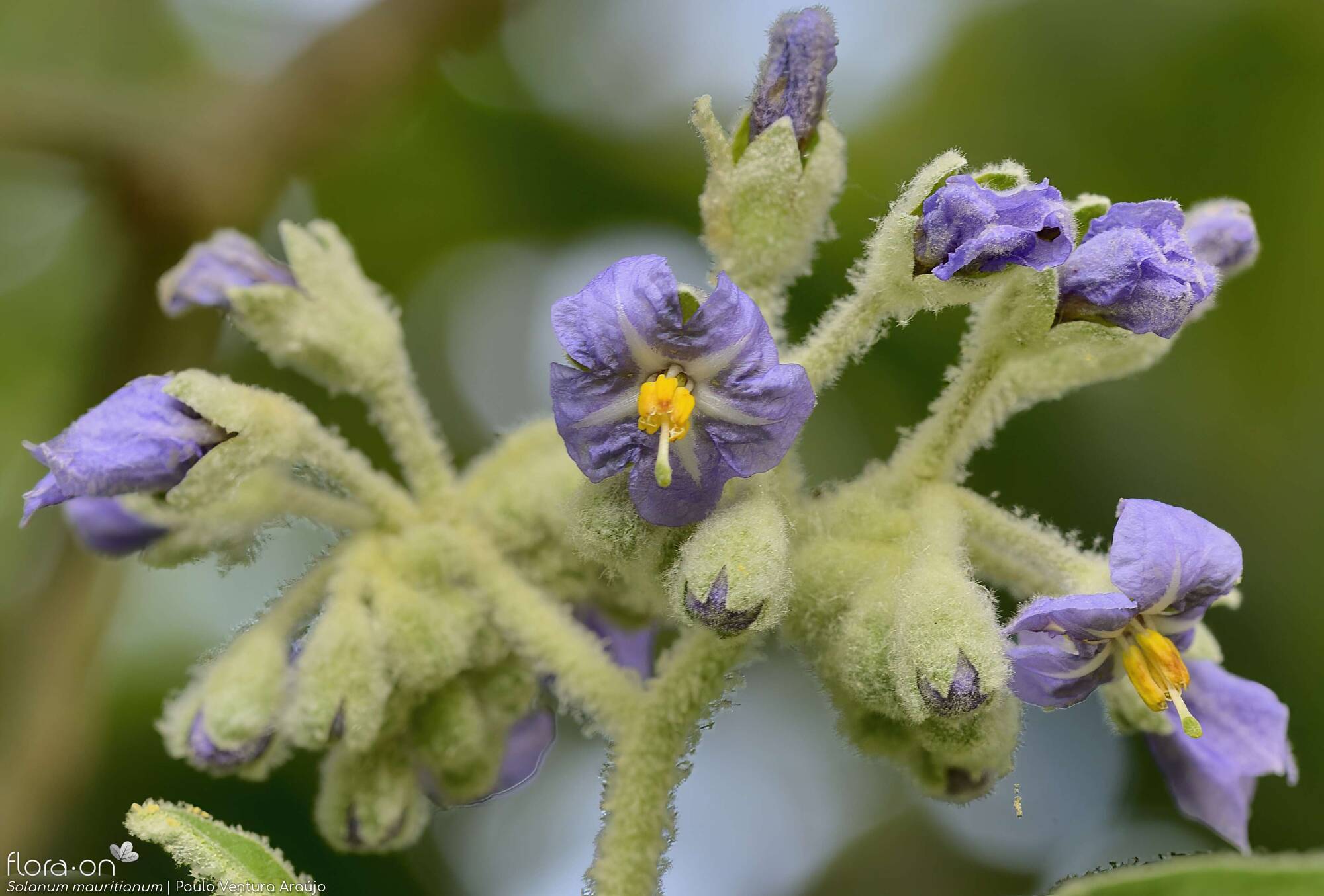 Solanum mauritianum - Flor (geral) | Paulo Ventura Araújo; CC BY-NC 4.0