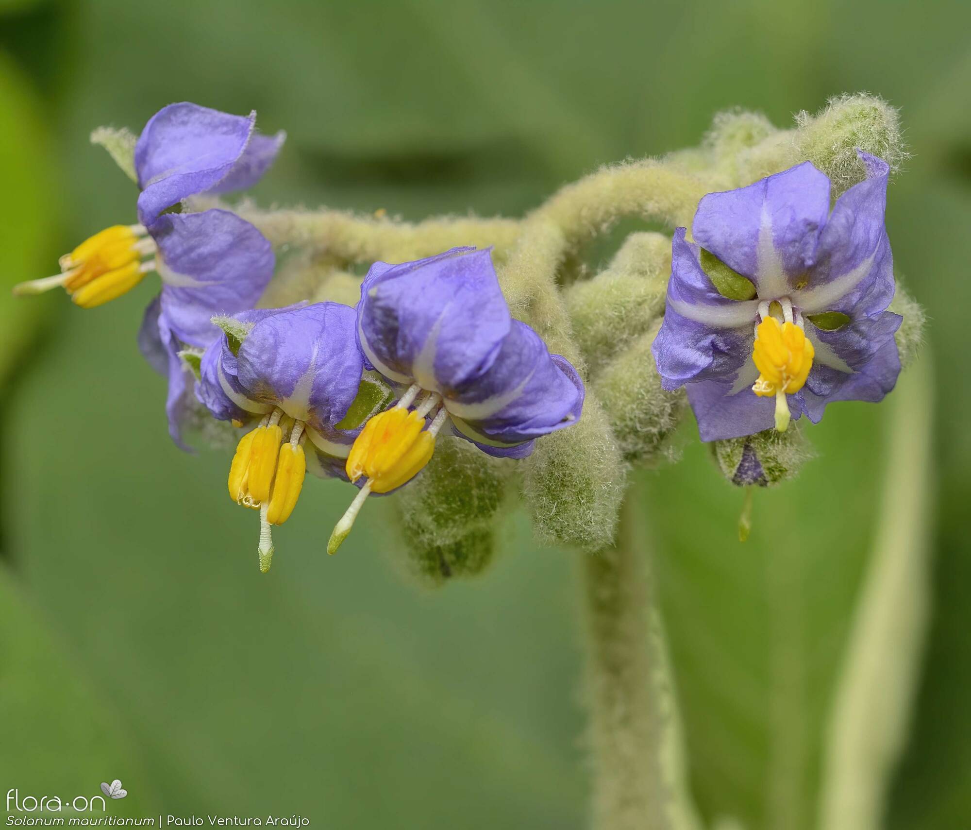 Solanum mauritianum - Flor (geral) | Paulo Ventura Araújo; CC BY-NC 4.0