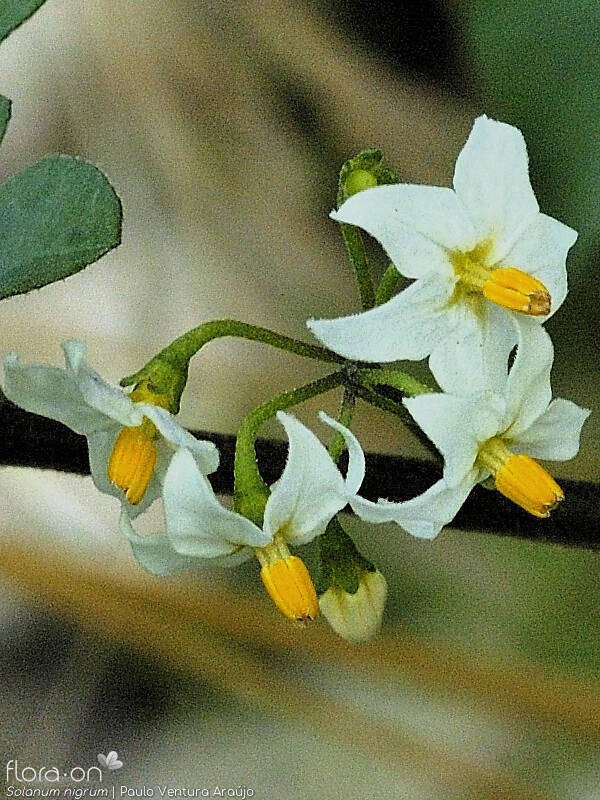 Solanum nigrum - Flor (close-up) | Paulo Ventura Araújo; CC BY-NC 4.0