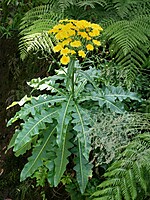Sonchus fruticosus