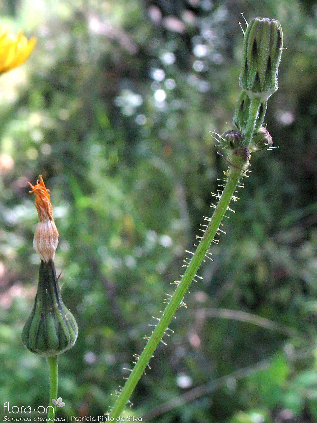 Sonchus oleraceus - Flor (geral) | Patrícia Pinto da Silva; CC BY-NC 4.0