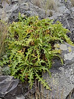 Sonchus parathalassius