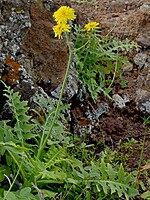 Sonchus ustulatus