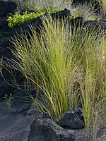 Spartina versicolor
