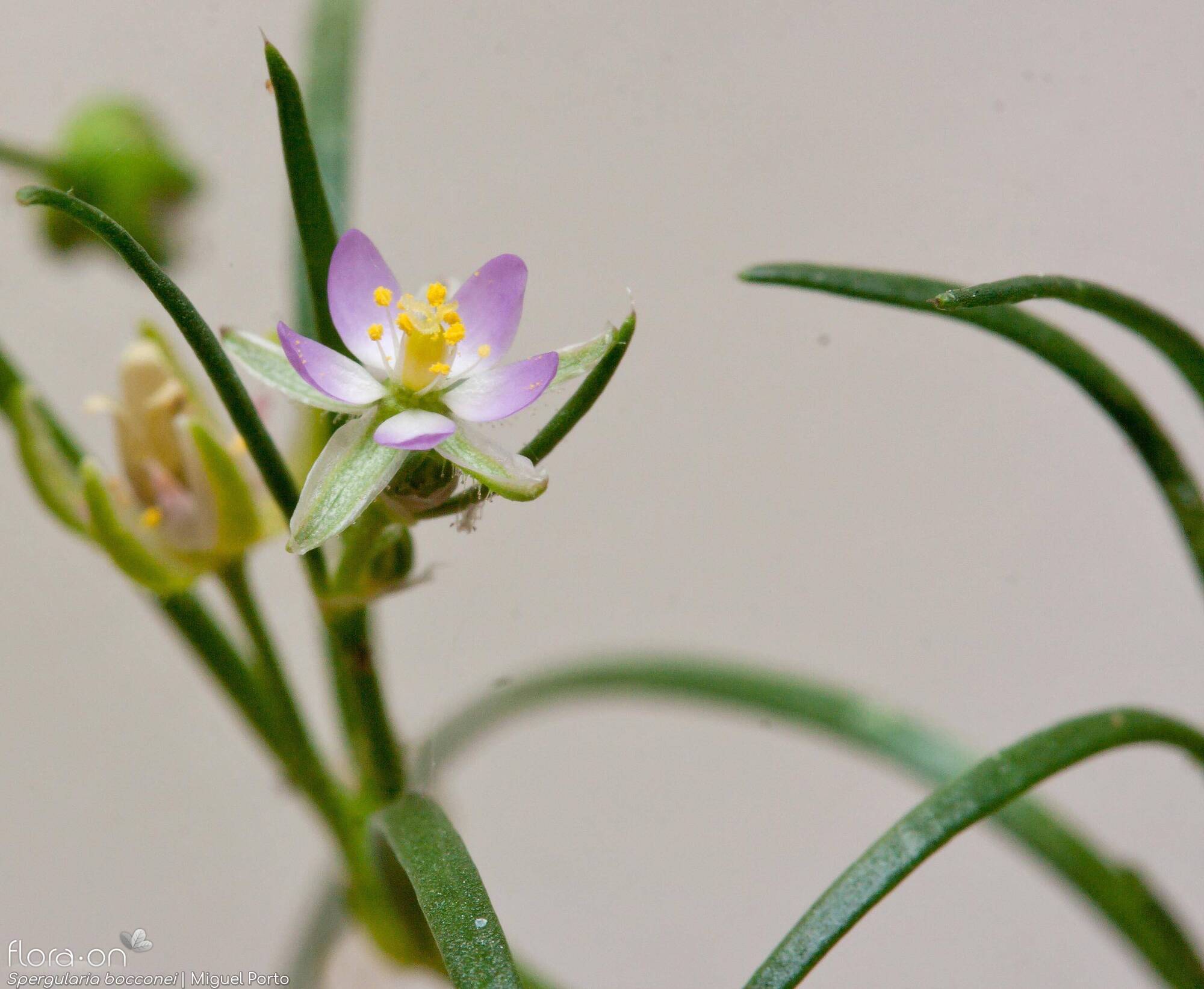Spergularia bocconei - Flor (geral) | Miguel Porto; CC BY-NC 4.0