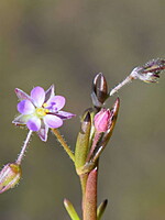 Spergularia heldreichii