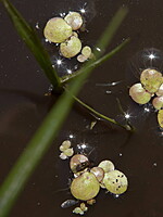 Spirodela polyrhiza