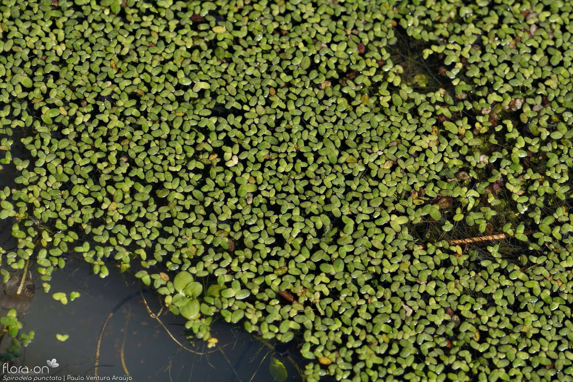 Spirodela punctata - Hábito | Paulo Ventura Araújo; CC BY-NC 4.0