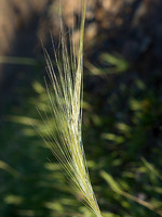 Stipa capensis