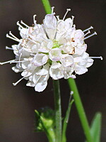 Succisella carvalhoana-(1)