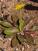 Taraxacum obovatum