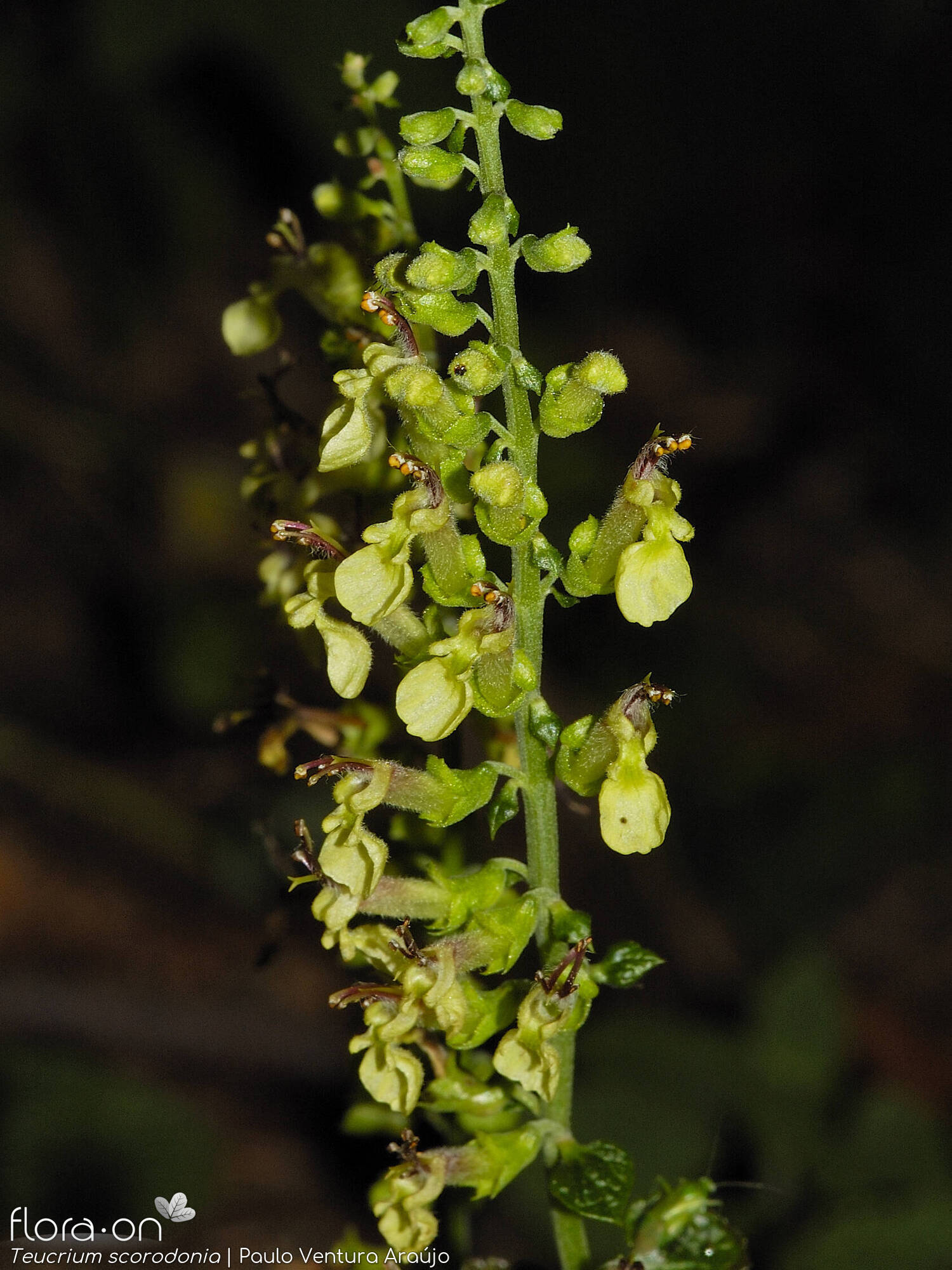 Teucrium scorodonia - Flor (geral) | Paulo Ventura Araújo; CC BY-NC 4.0