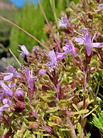 Thymus micans