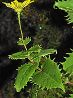 Tolpis azorica-(2)