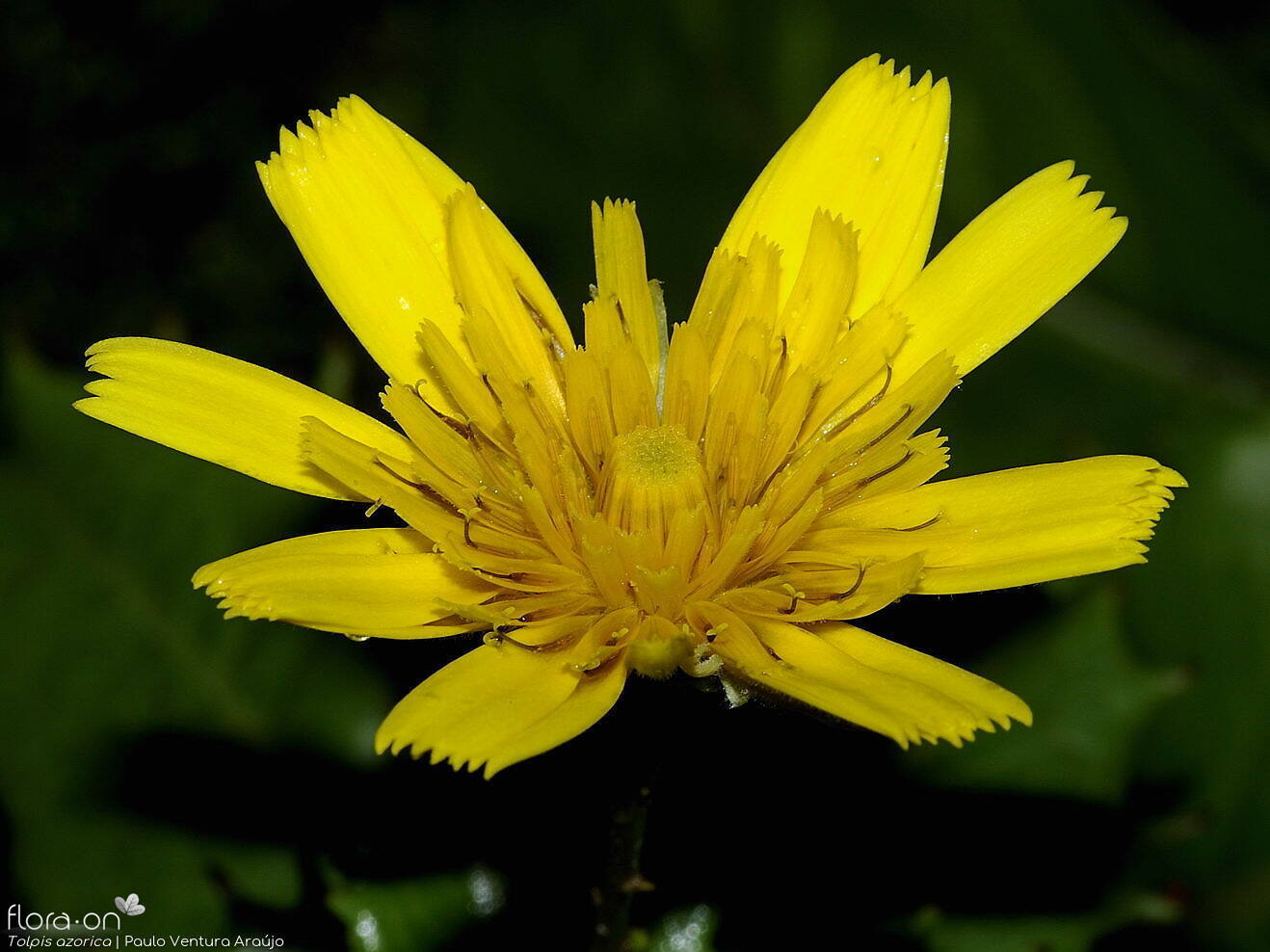 Tolpis azorica-(2) -  | Paulo Ventura Araújo; CC BY-NC 4.0
