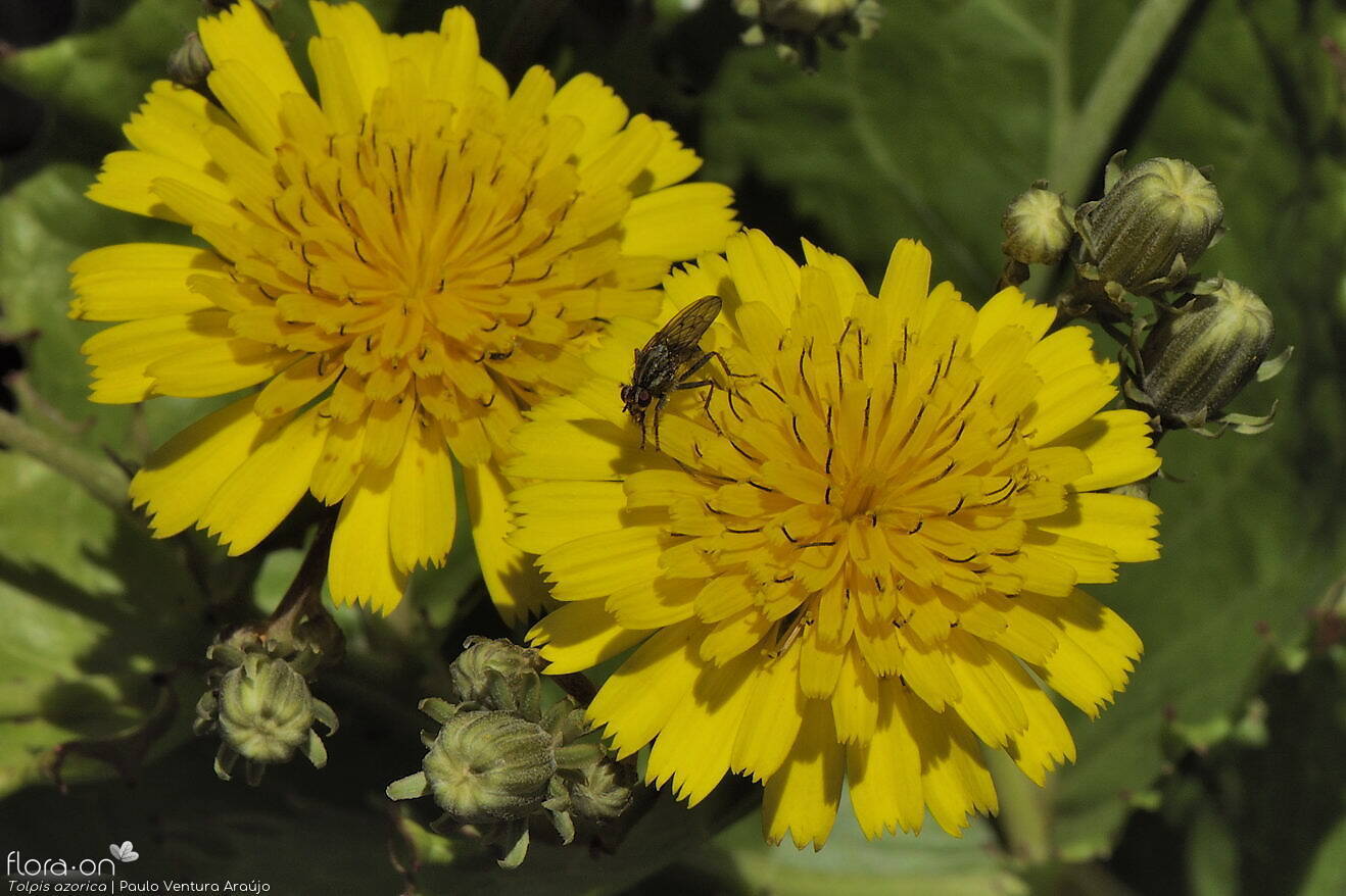 Tolpis azorica-(2) -  | Paulo Ventura Araújo; CC BY-NC 4.0