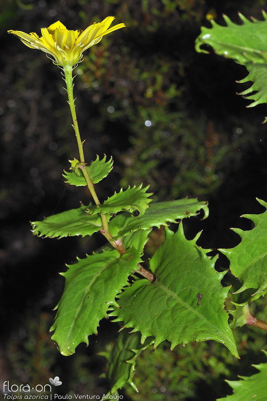 Tolpis azorica-(2) -  | Paulo Ventura Araújo; CC BY-NC 4.0