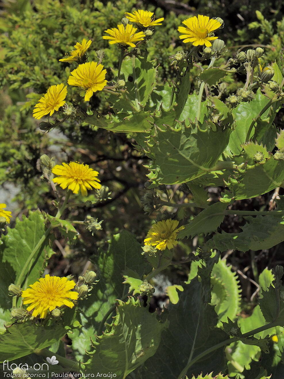 Tolpis azorica-(2) -  | Paulo Ventura Araújo; CC BY-NC 4.0