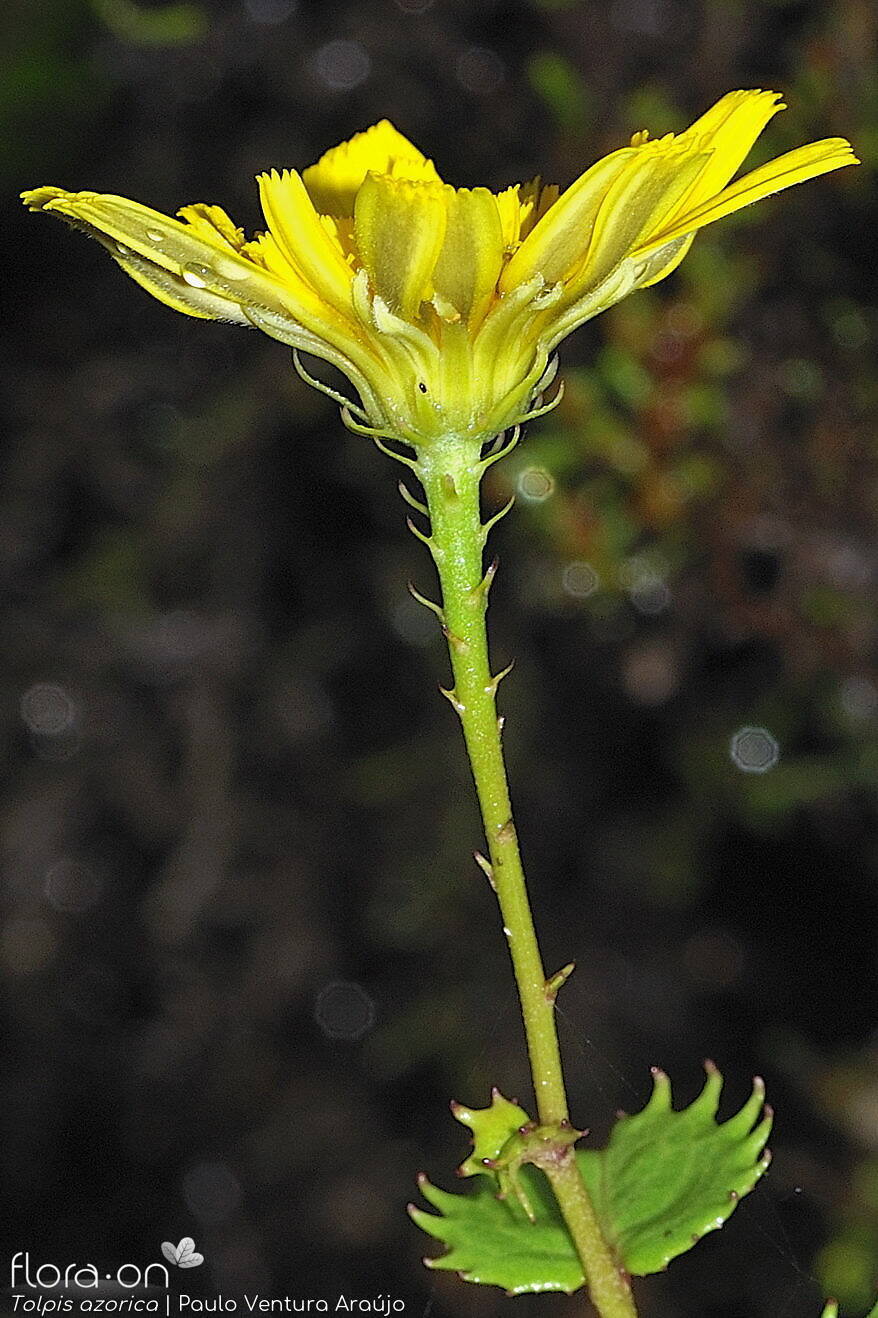 Tolpis azorica-(2) -  | Paulo Ventura Araújo; CC BY-NC 4.0