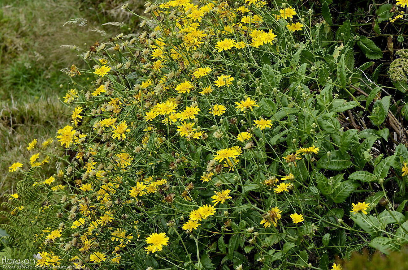Tolpis azorica-(2) -  | Paulo Ventura Araújo; CC BY-NC 4.0