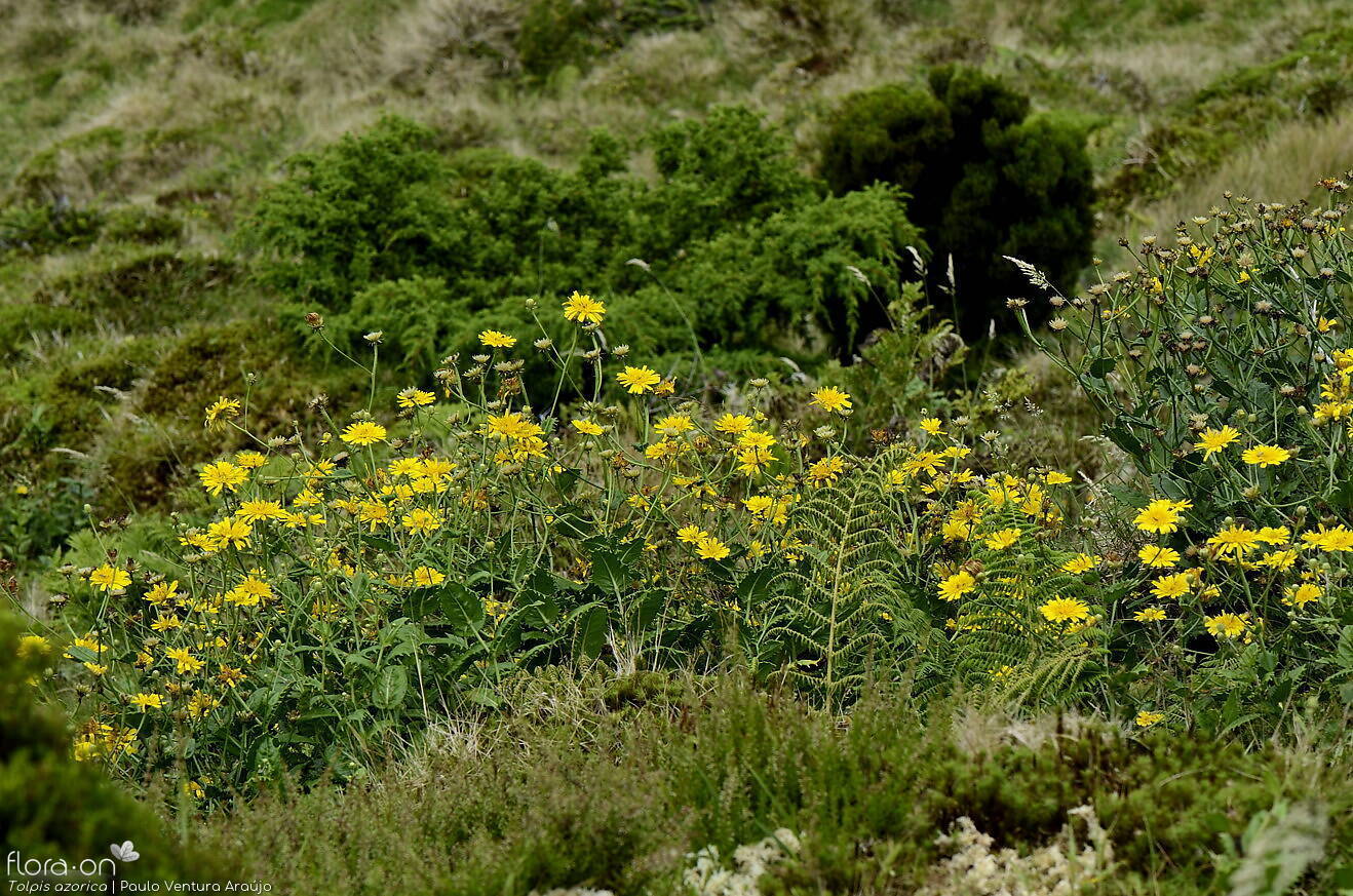 Tolpis azorica-(2) -  | Paulo Ventura Araújo; CC BY-NC 4.0