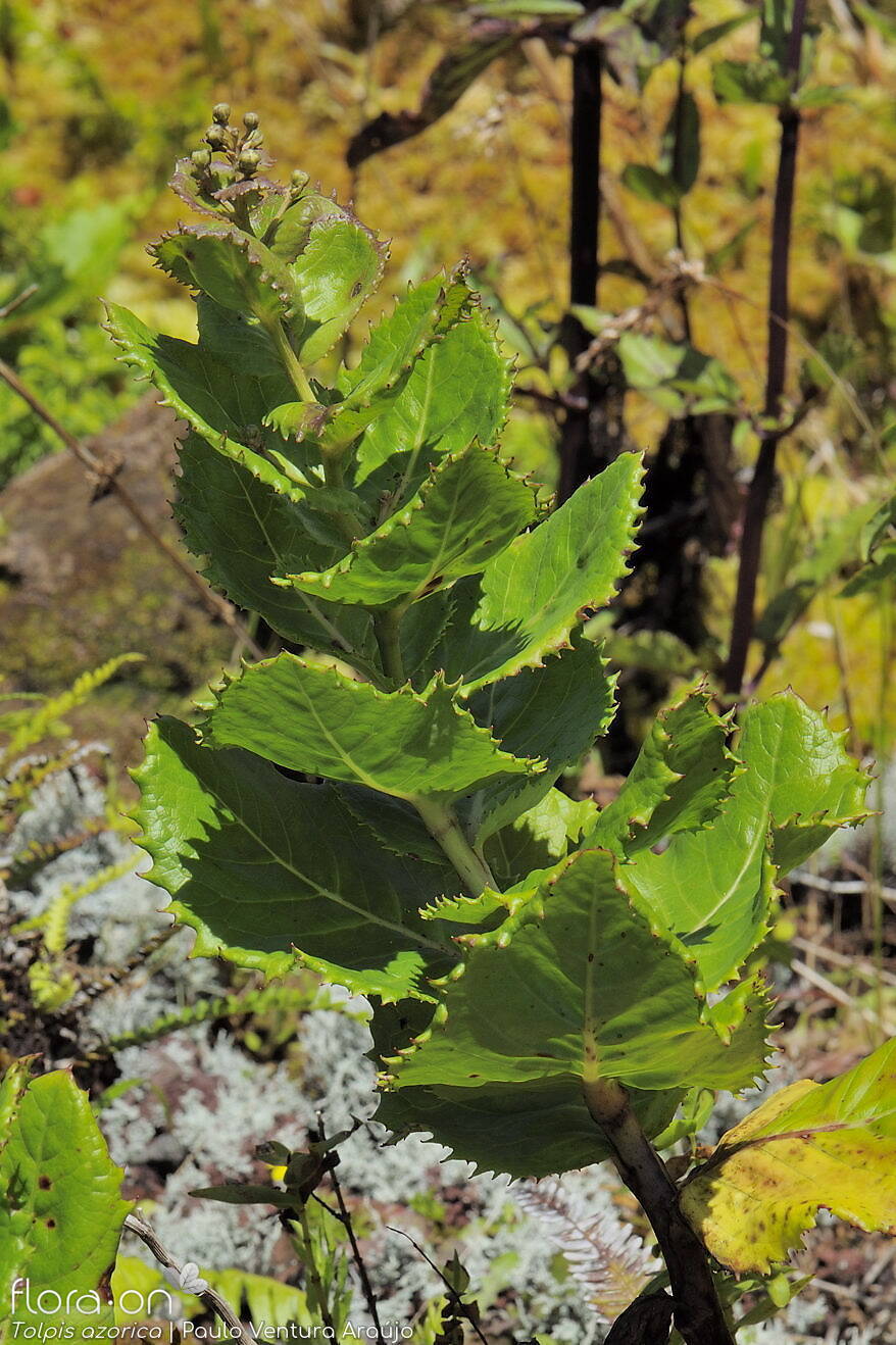 Tolpis azorica-(2) -  | Paulo Ventura Araújo; CC BY-NC 4.0