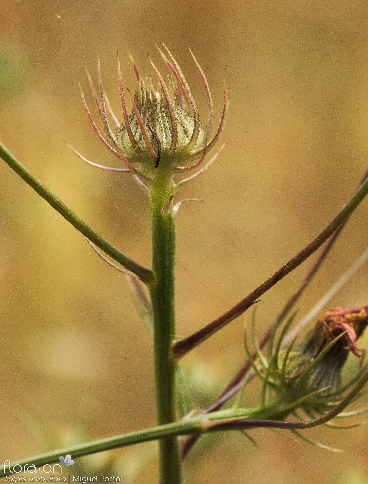 Tolpis barbata-(2) - Capítulo frutífero | Miguel Porto; CC BY-NC 4.0