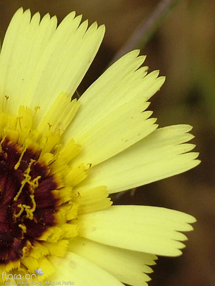 Tolpis barbata-(2) - Flor (close-up) | Miguel Porto; CC BY-NC 4.0