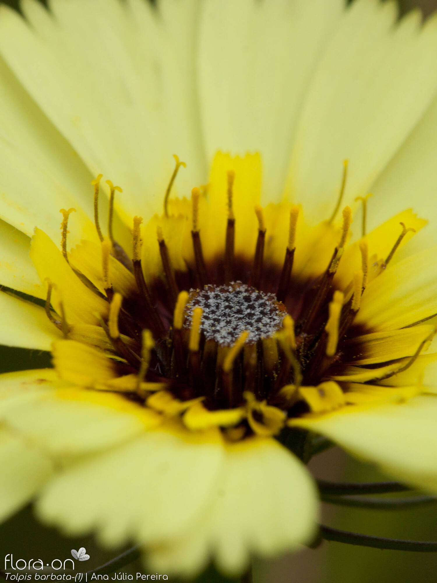 Tolpis barbata-(2) - Flor (close-up) | Ana Júlia Pereira; CC BY-NC 4.0