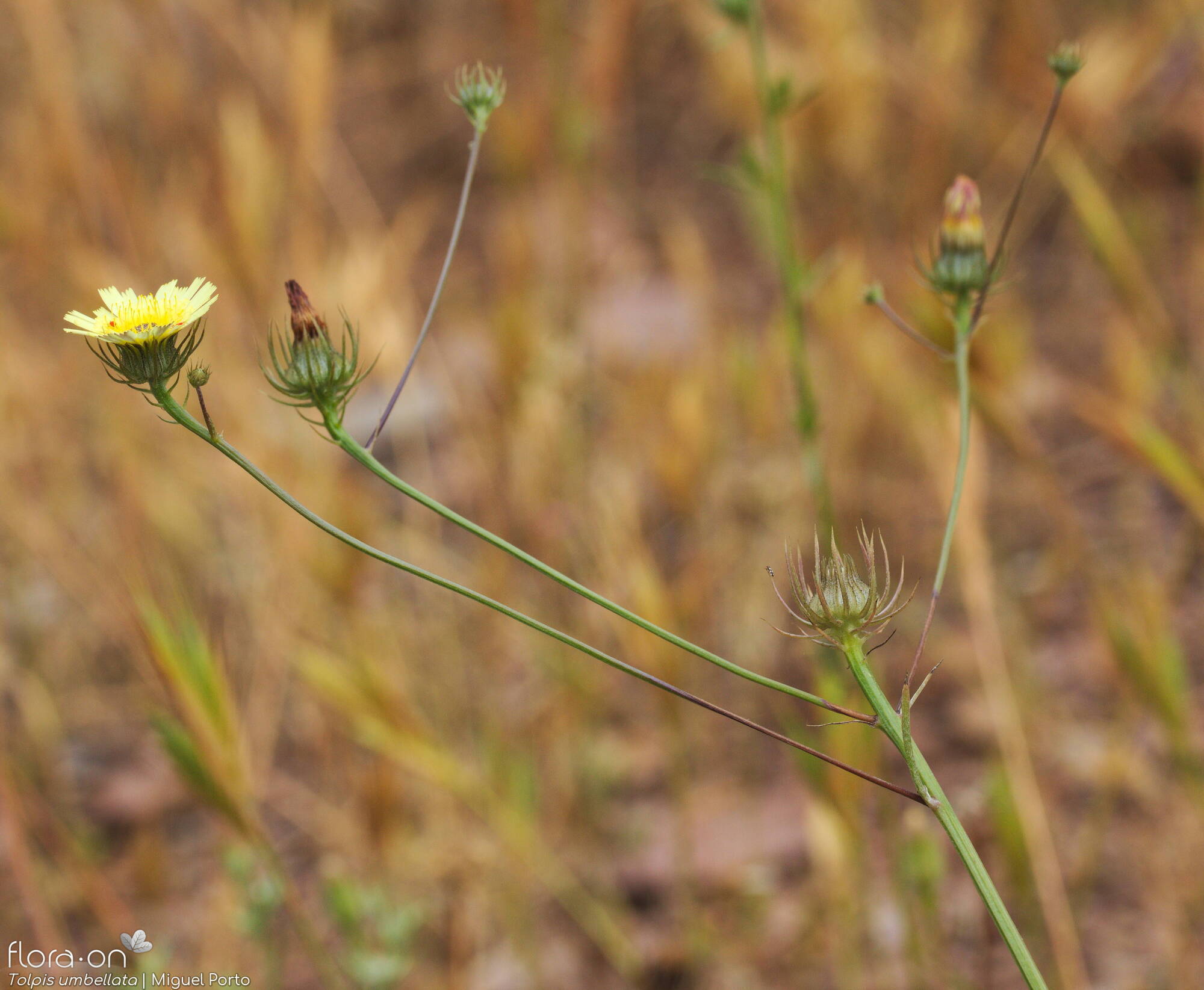 Tolpis barbata-(2) - Flor (geral) | Miguel Porto; CC BY-NC 4.0