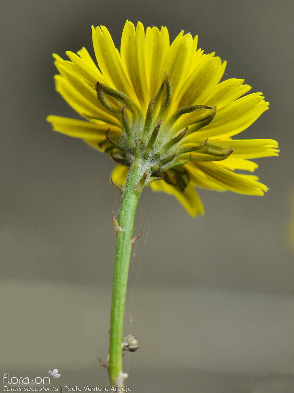Tolpis succulenta-(2) - Capítulo | Paulo Ventura Araújo; CC BY-NC 4.0