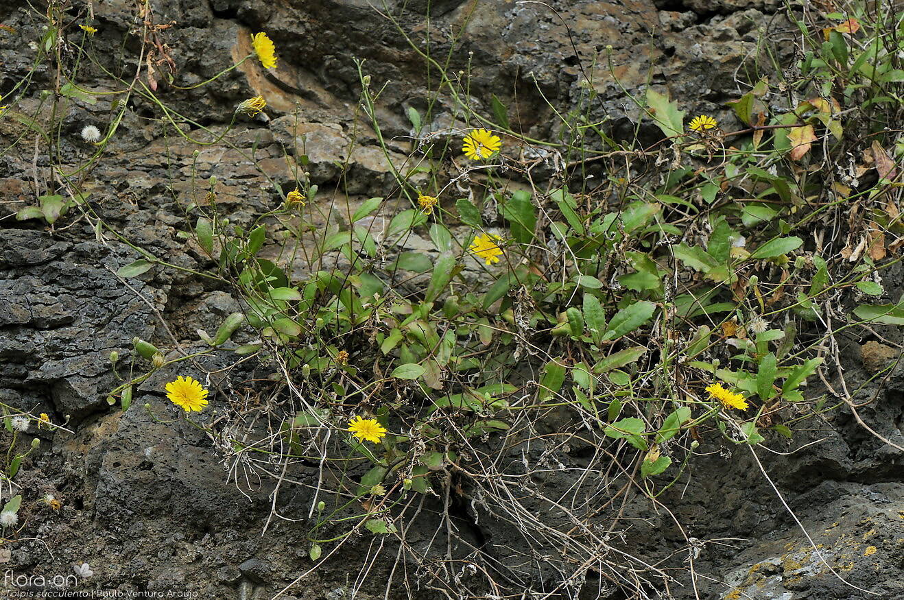 Tolpis succulenta-(2) - Hábito | Paulo Ventura Araújo; CC BY-NC 4.0