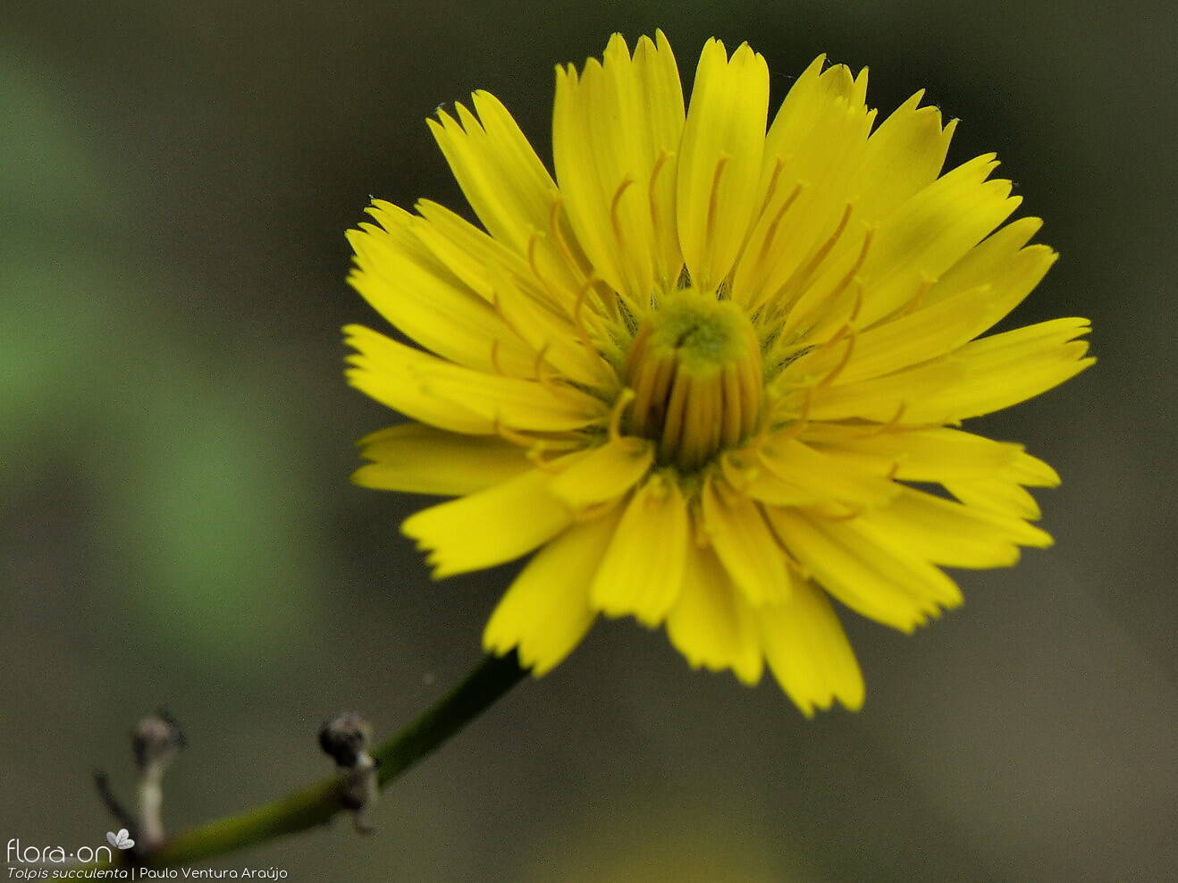 Tolpis succulenta-(2) - Capítulo | Paulo Ventura Araújo; CC BY-NC 4.0
