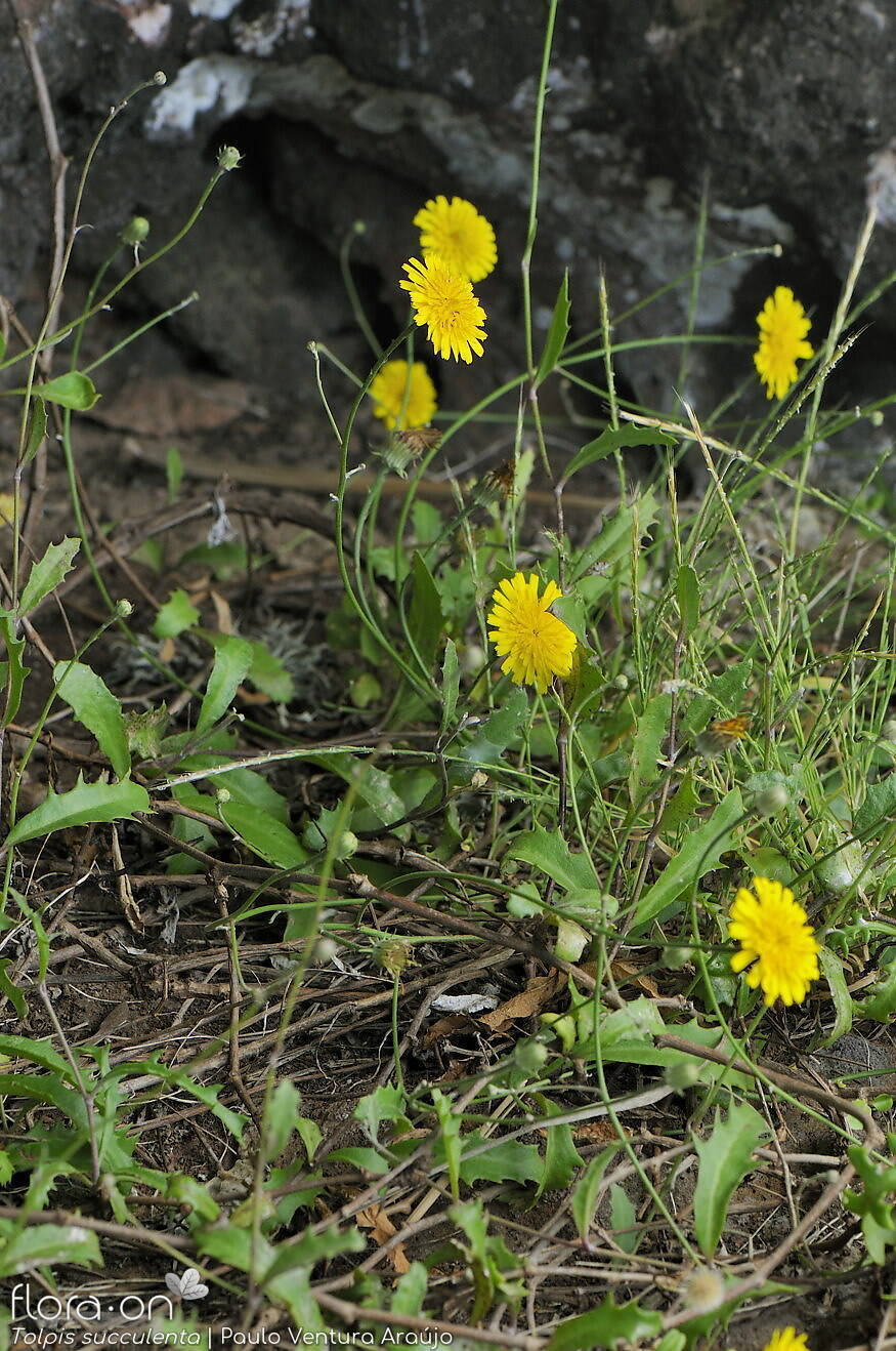 Tolpis succulenta-(2) - Hábito | Paulo Ventura Araújo; CC BY-NC 4.0
