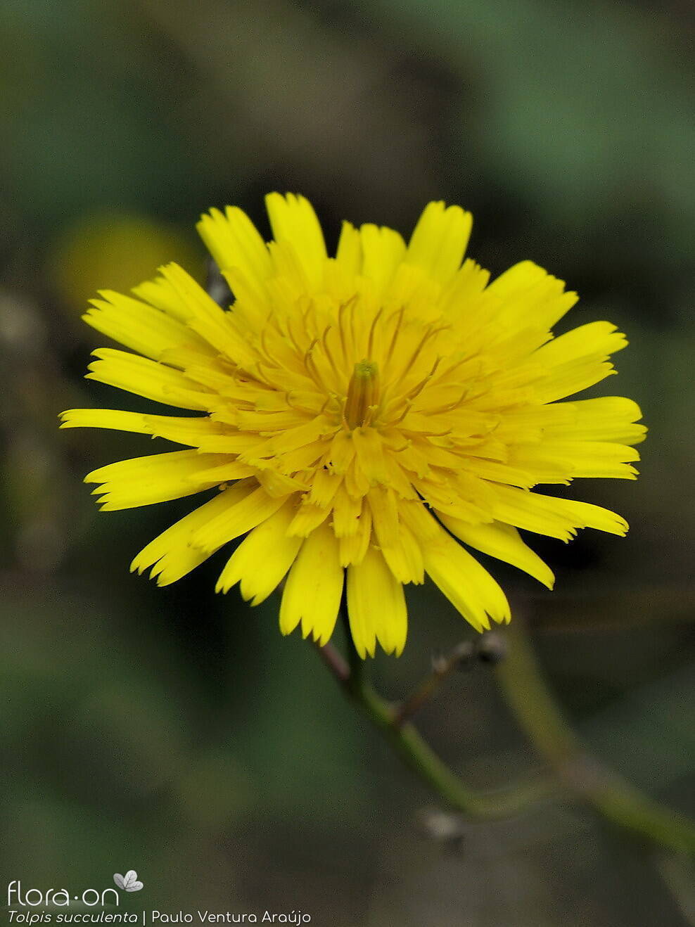 Tolpis succulenta-(2) - Capítulo | Paulo Ventura Araújo; CC BY-NC 4.0