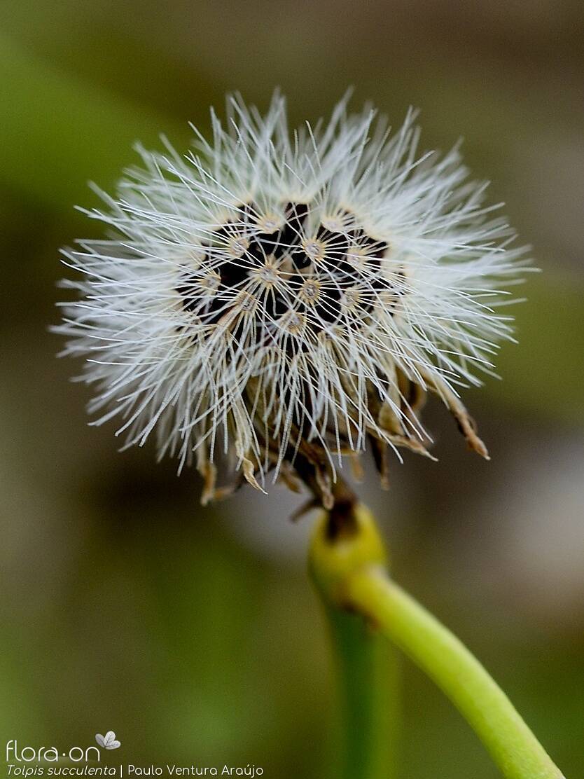 Tolpis succulenta-(2) - Capítulo frutífero | Paulo Ventura Araújo; CC BY-NC 4.0