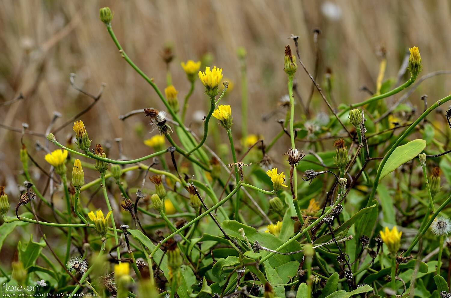 Tolpis succulenta-(2) - Flor (geral) | Paulo Ventura Araújo; CC BY-NC 4.0