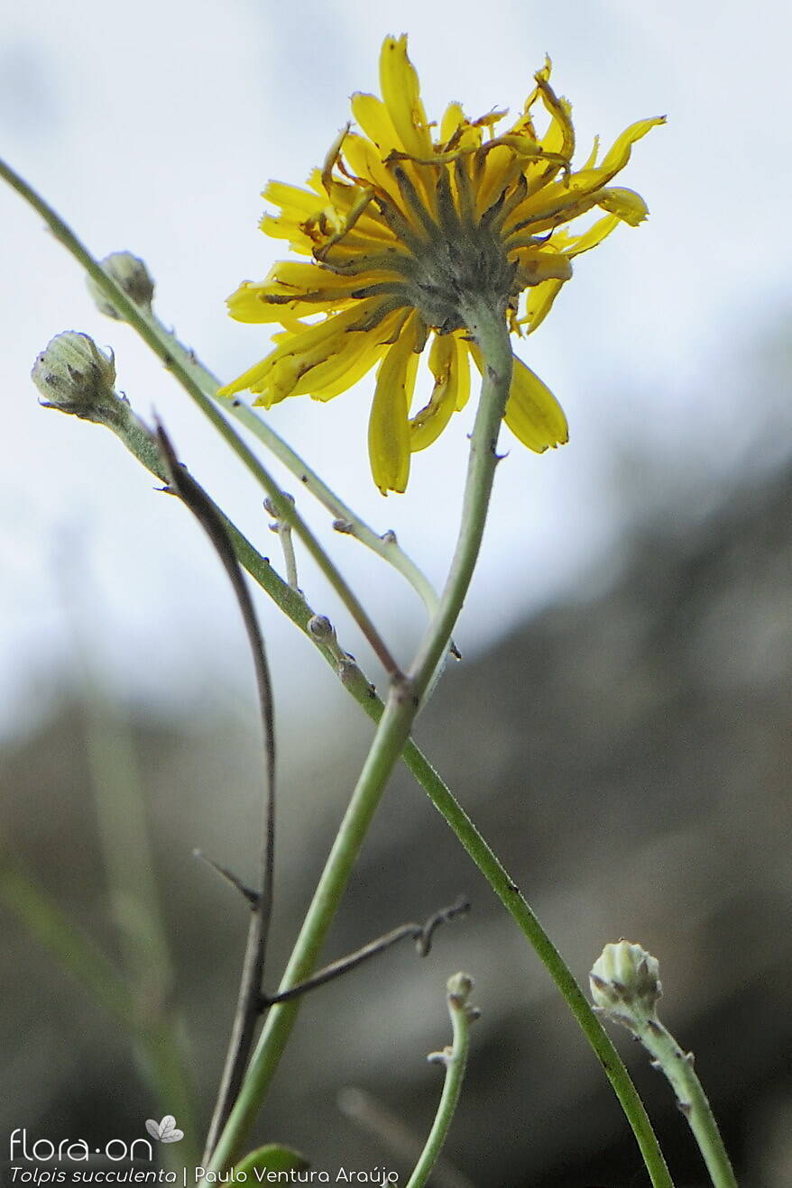 Tolpis succulenta-(2) - Flor (geral) | Paulo Ventura Araújo; CC BY-NC 4.0