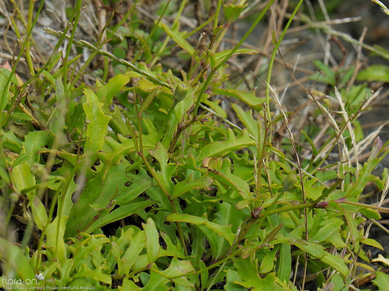 Tolpis succulenta-(2) - Folha | Paulo Ventura Araújo; CC BY-NC 4.0
