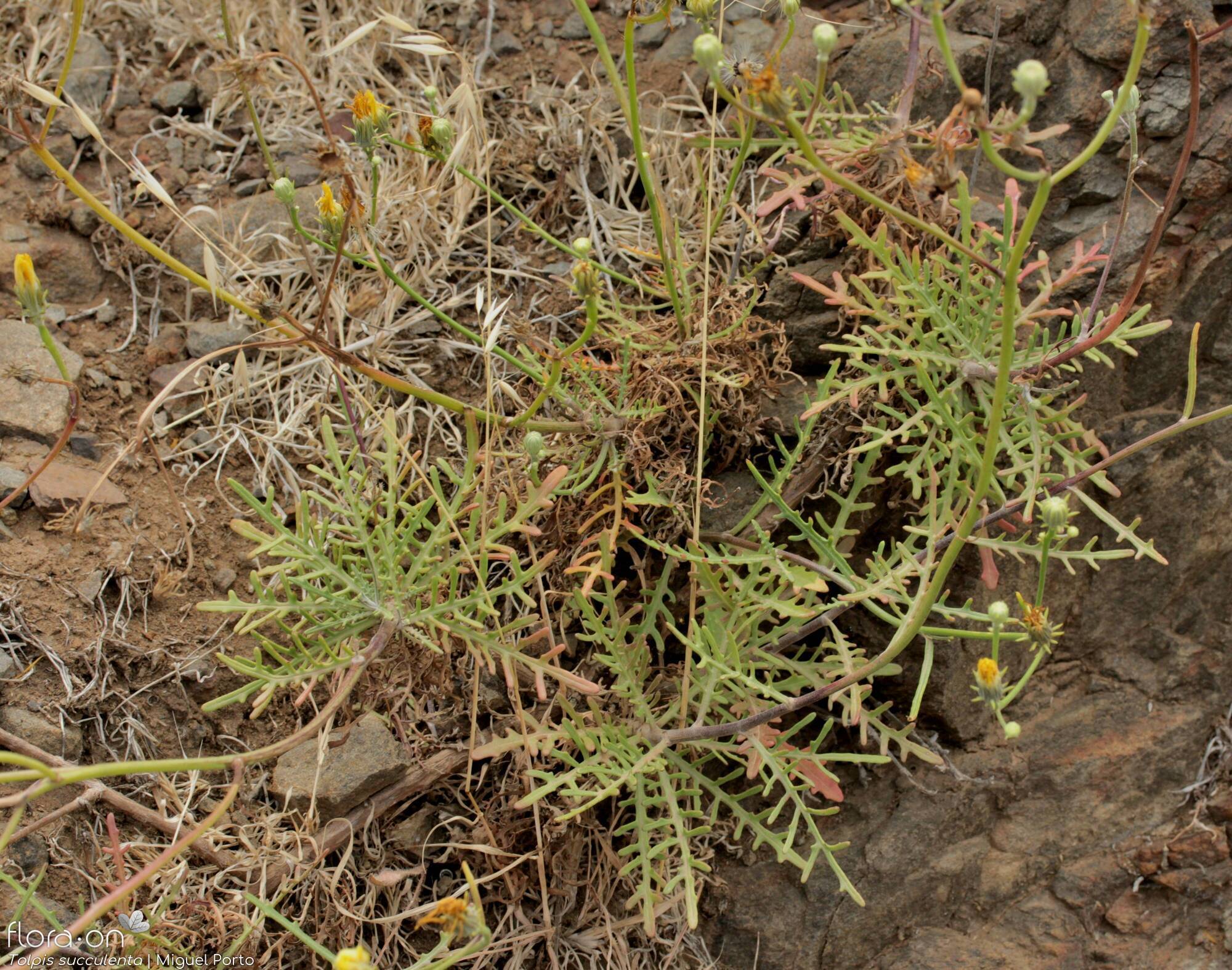 Tolpis succulenta - Folha (geral) | Miguel Porto; CC BY-NC 4.0