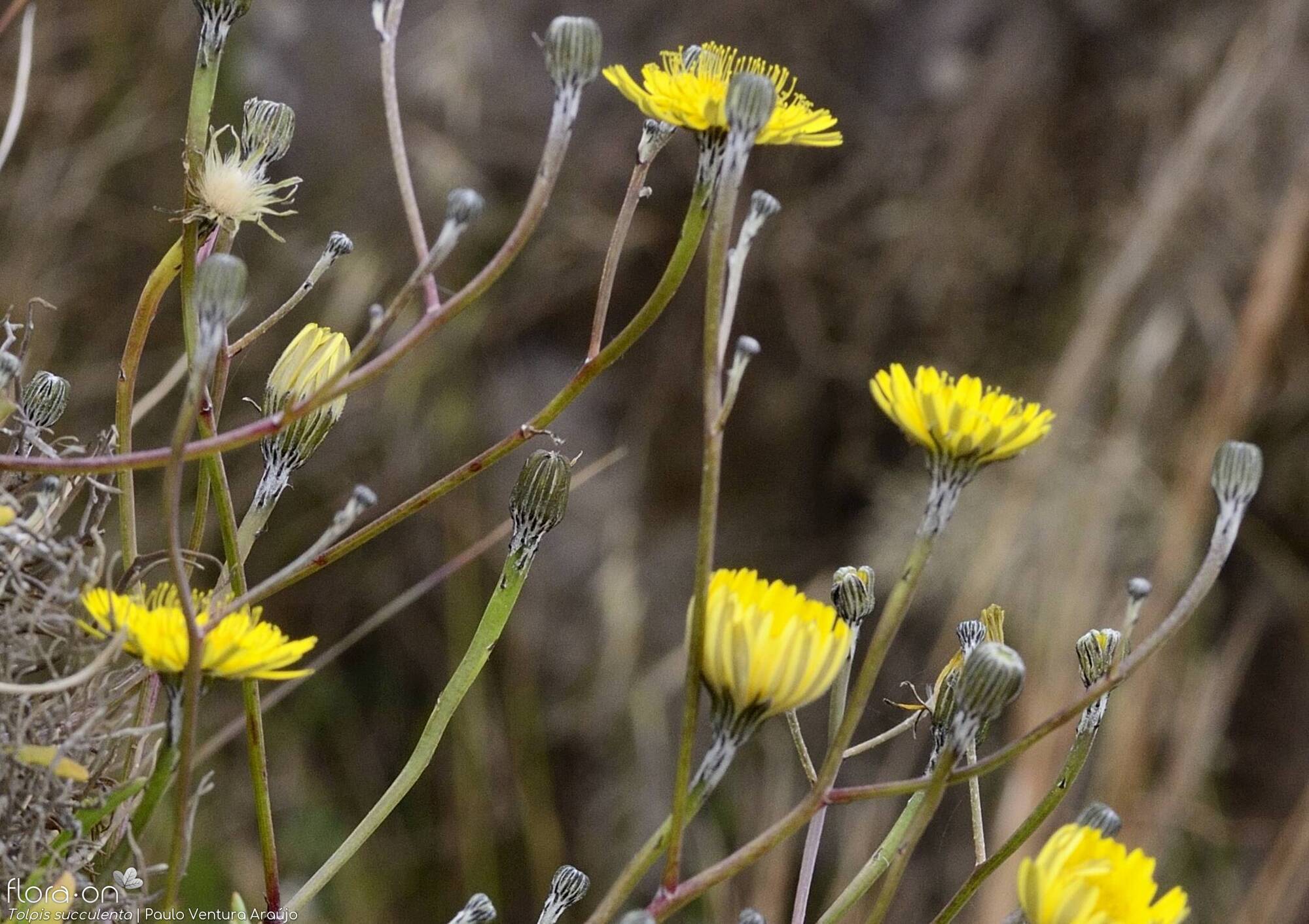 Tolpis succulenta - Flor (geral) | Paulo Ventura Araújo; CC BY-NC 4.0