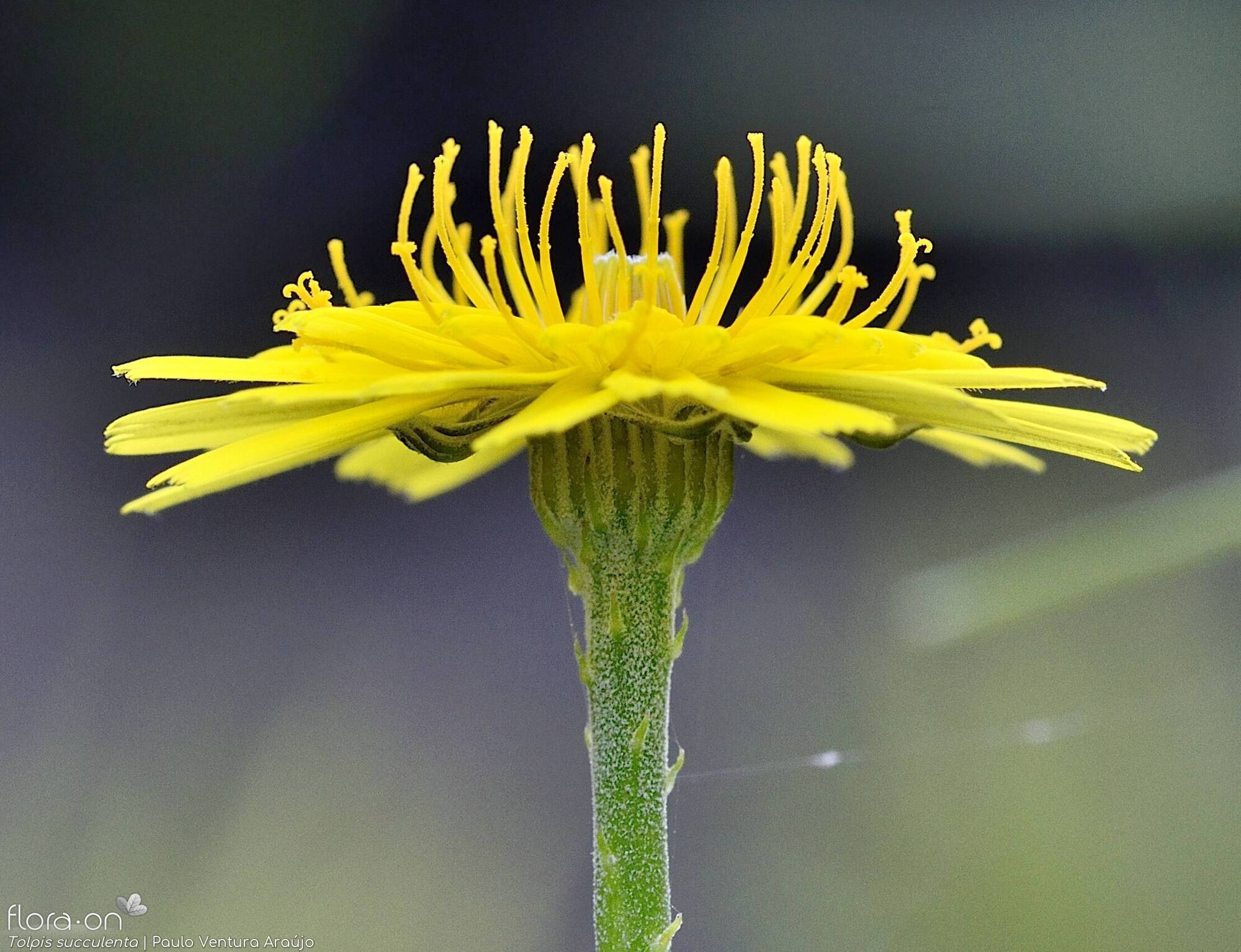 Tolpis succulenta - Capítulo | Paulo Ventura Araújo; CC BY-NC 4.0